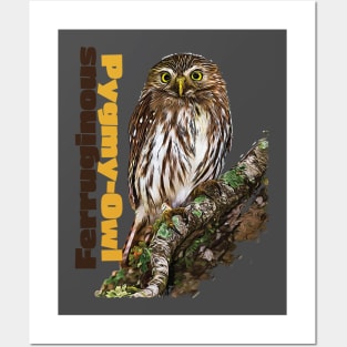 Ferruginous Pygmy-Owl color Posters and Art